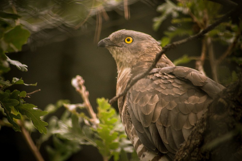 Photograph by Антон