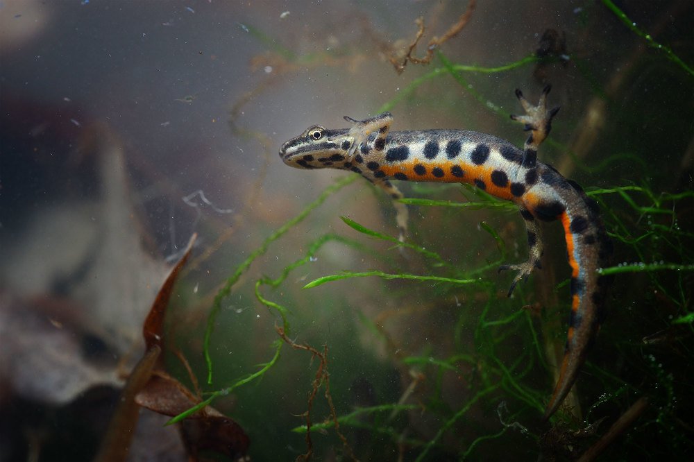 Фотография автора Роман Рысь