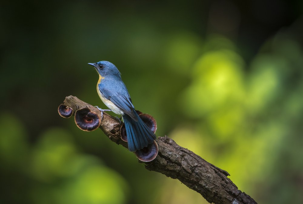 Photograph by Sreenivasan Rajendran
