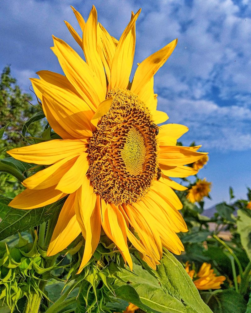 sunflower
