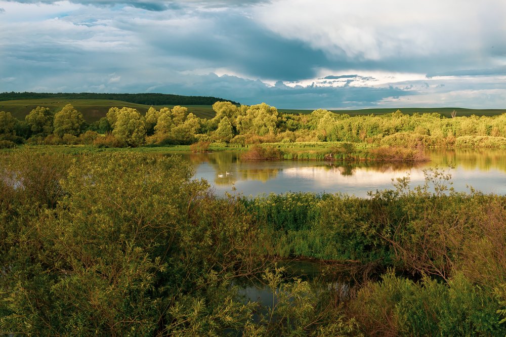 Семья лебедей с выводком, на безымянном озере.