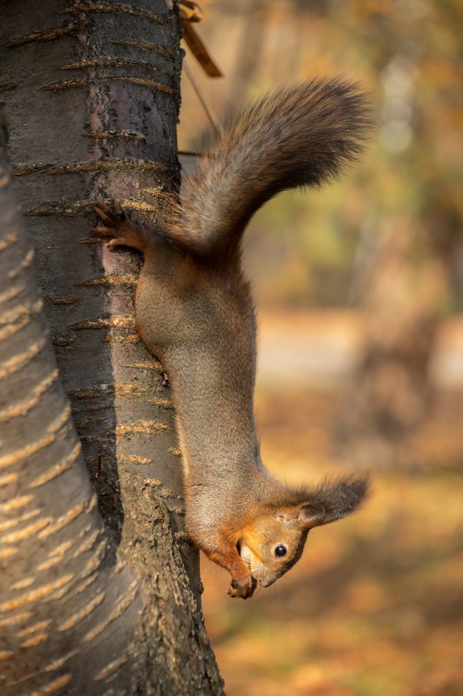 Орешек для белочки
