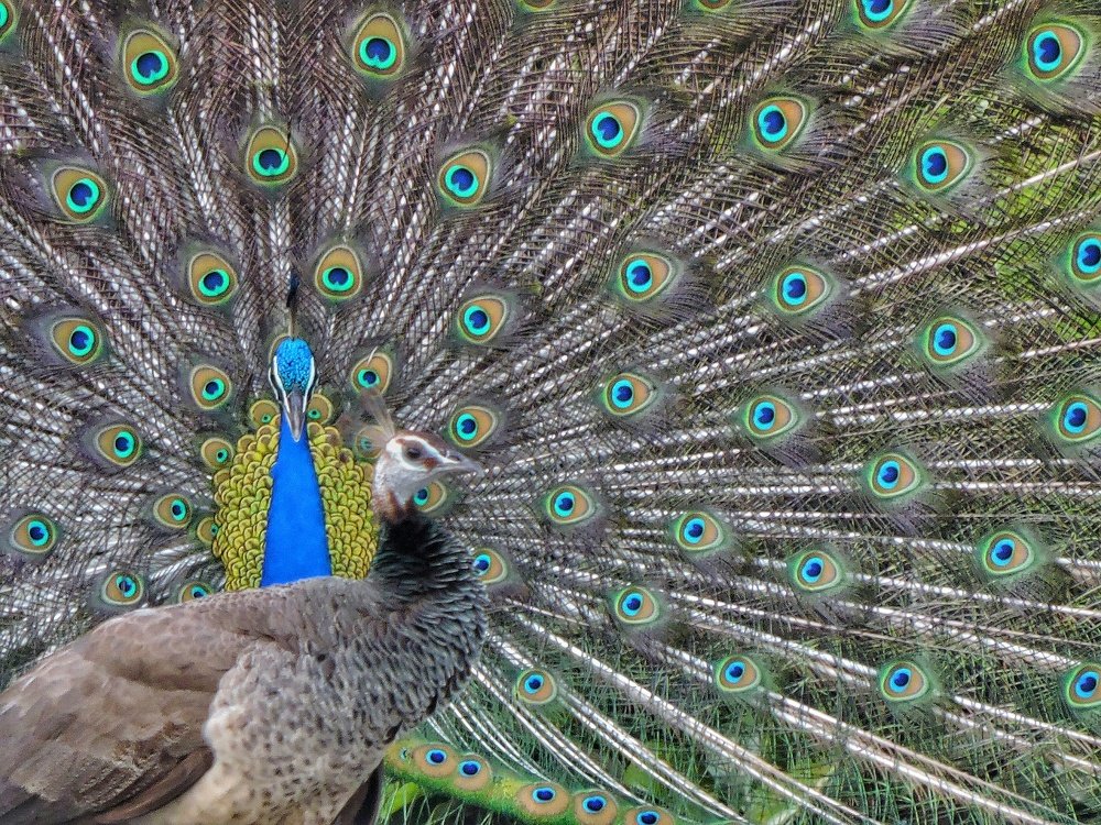 Photograph by Rajan Shah