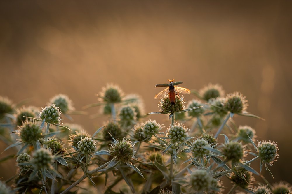 Photograph by Илья Михеев