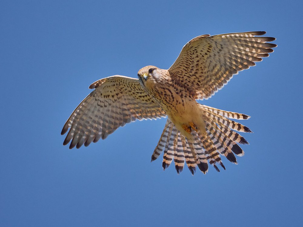 Photograph by Ilan Horn