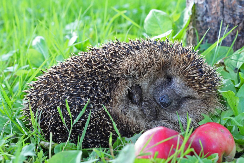 Photograph by Елена Врублевская