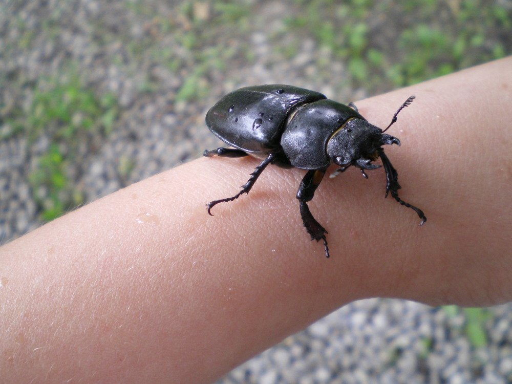 Photo #4300668