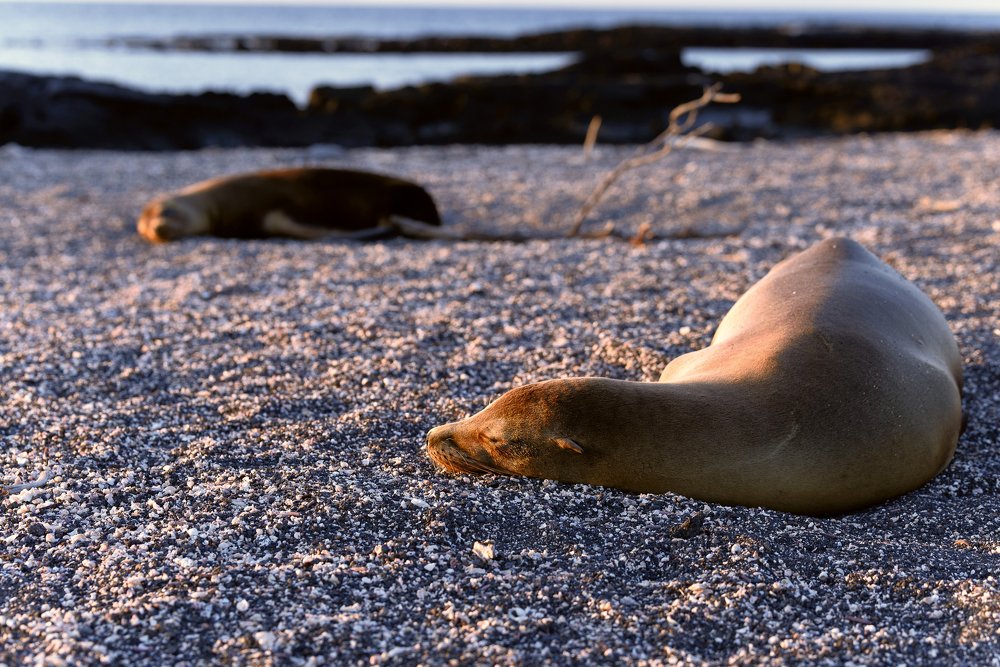 Photograph by somicsm