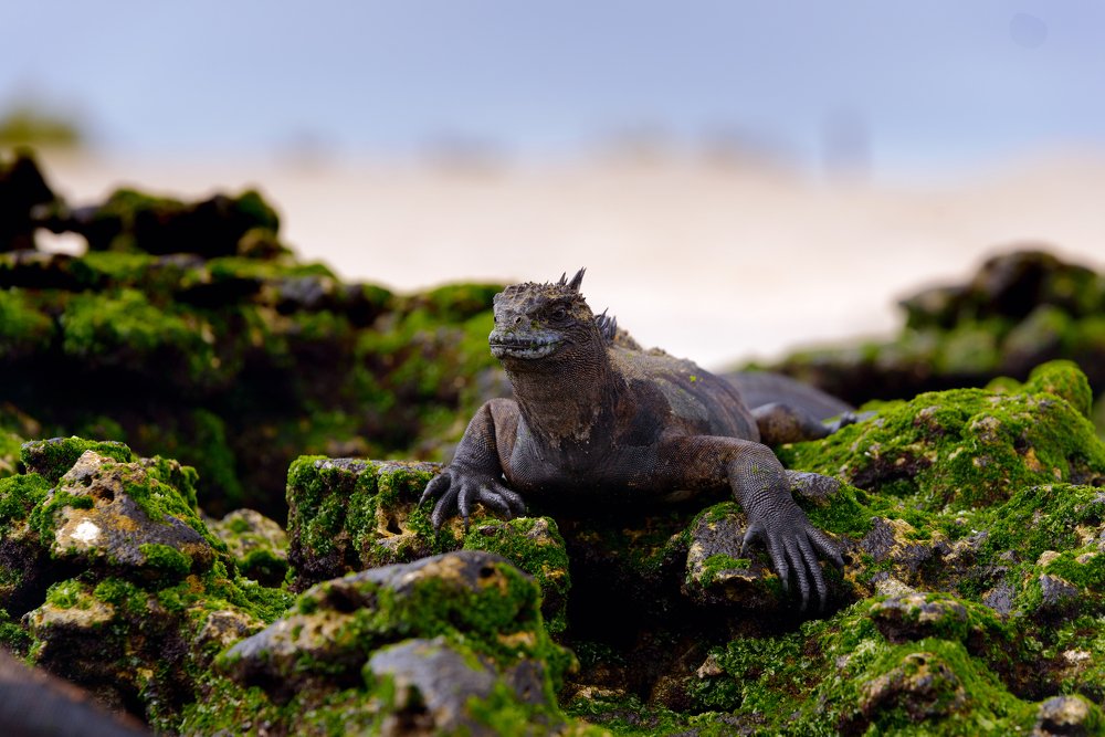 Photograph by somicsm