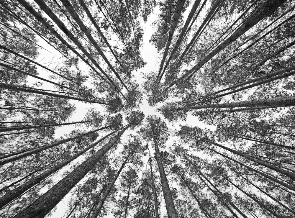 Photograph by Дмитрий Дмитриев