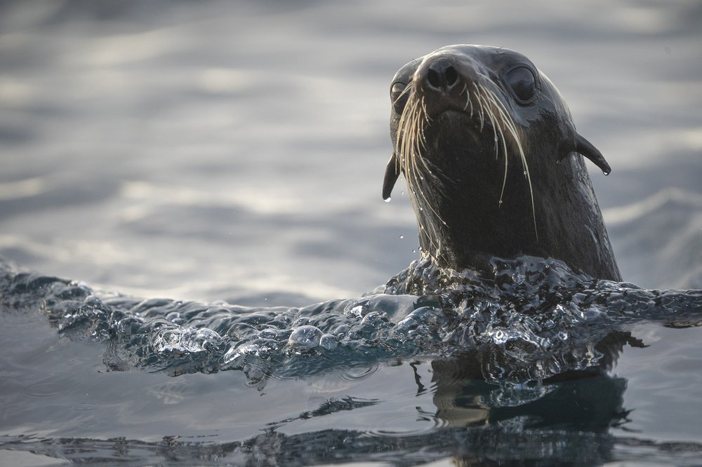 Северный морской котик