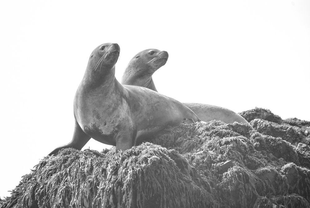 Photograph by Алексей Романов