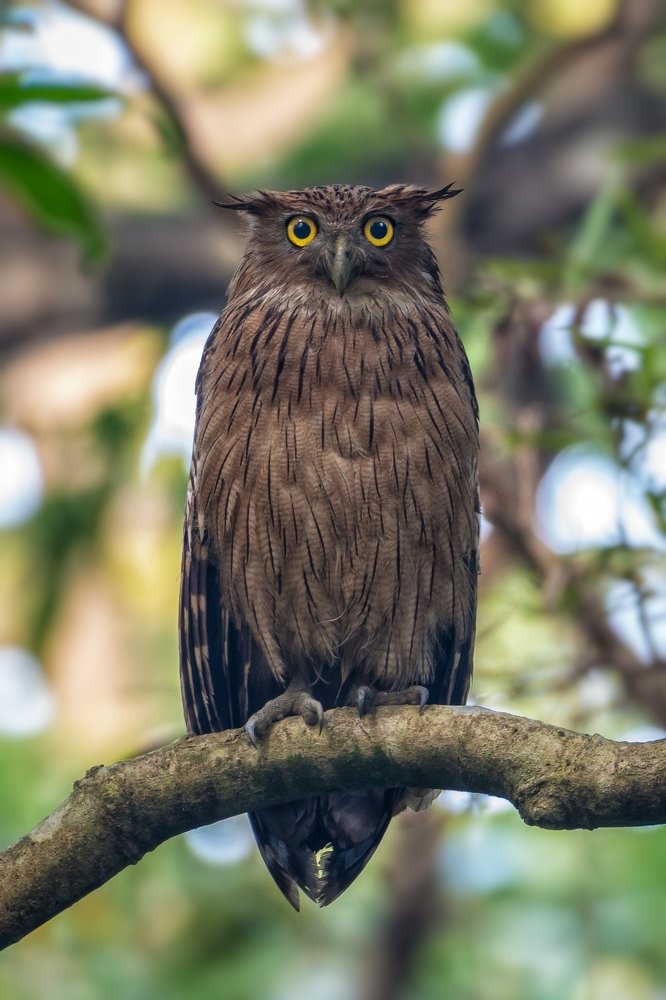 The ghost of the jungle..