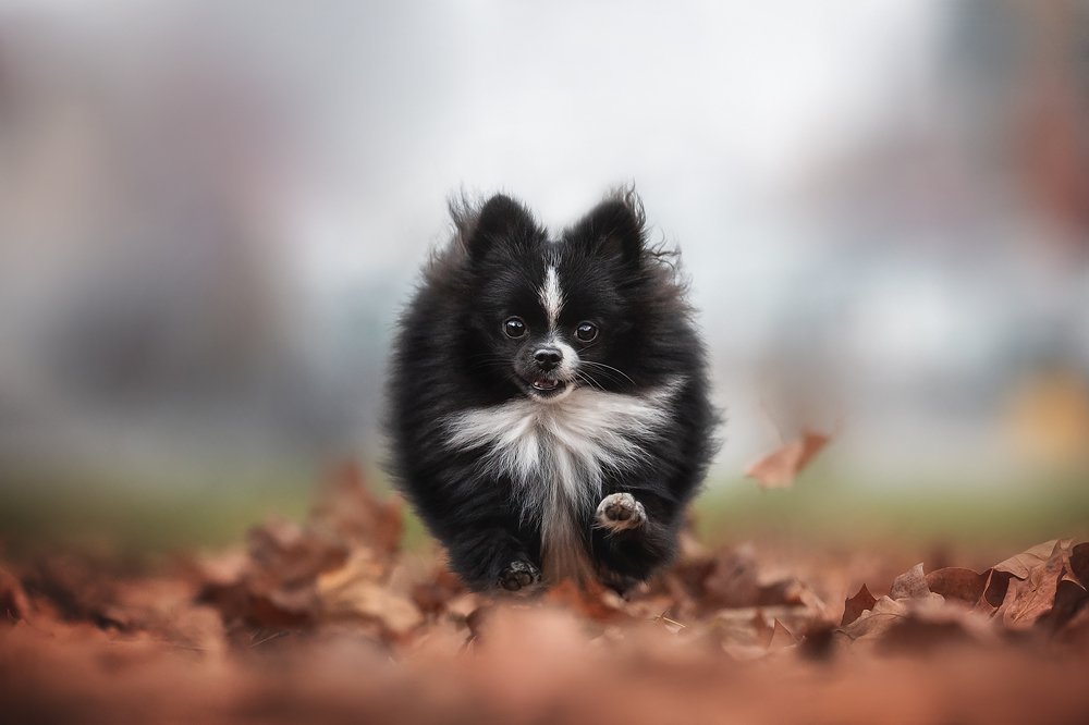 Photograph by Людмила Богуш