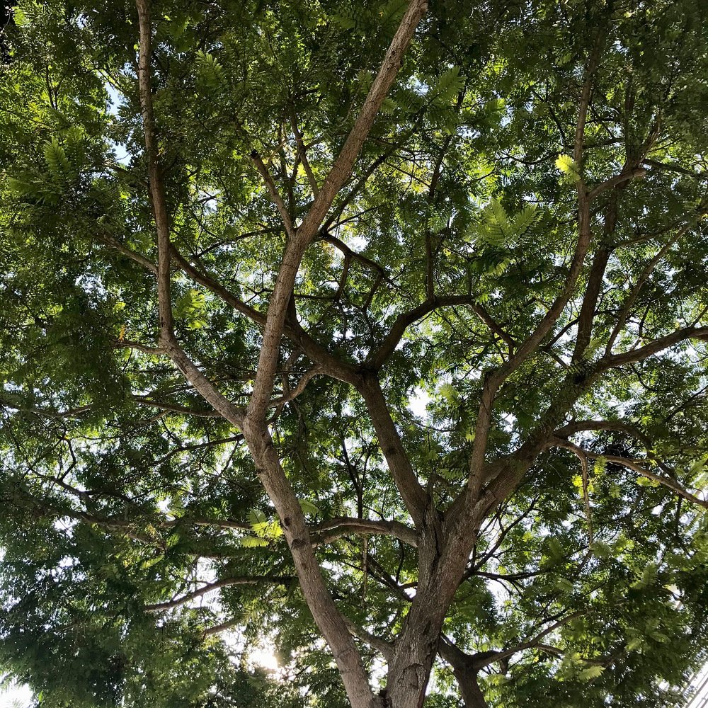 Photograph by Michael Atuli