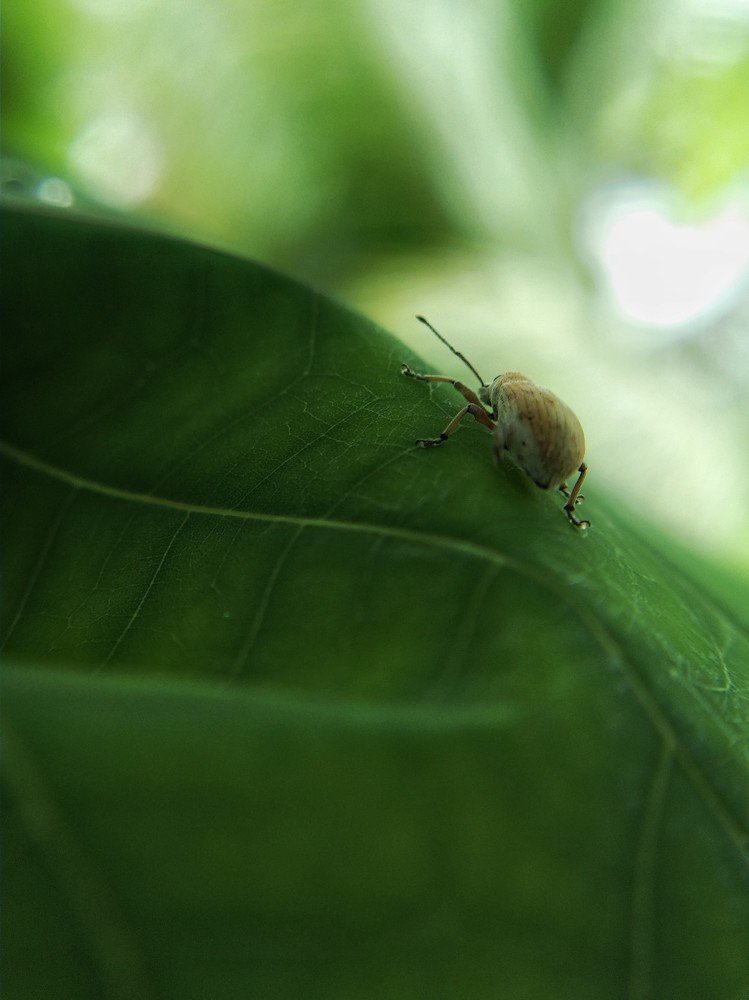 Photograph by V.Ramakrishnan