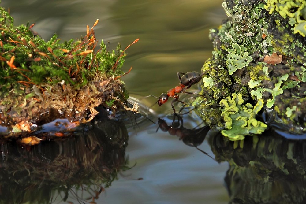 Photograph by Sokolova Tatiana