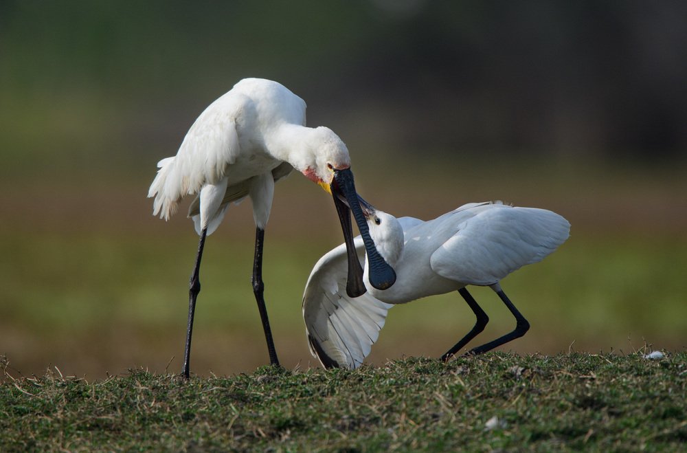 Photograph by Sanjay Solanki