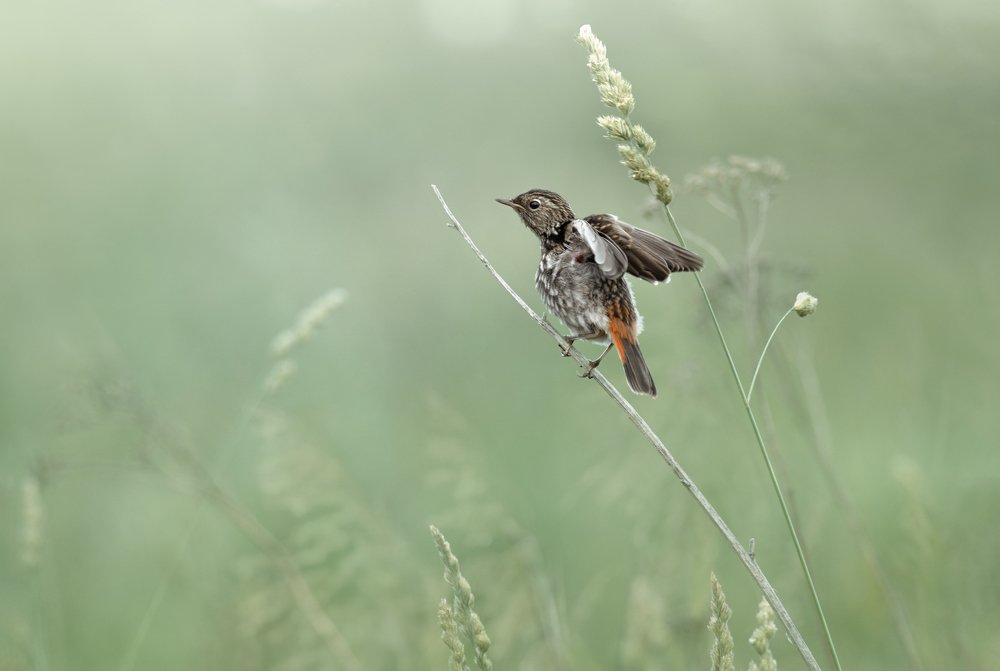 Проба крыла