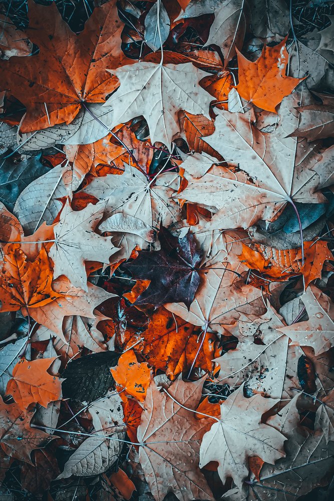 Осенняя листва