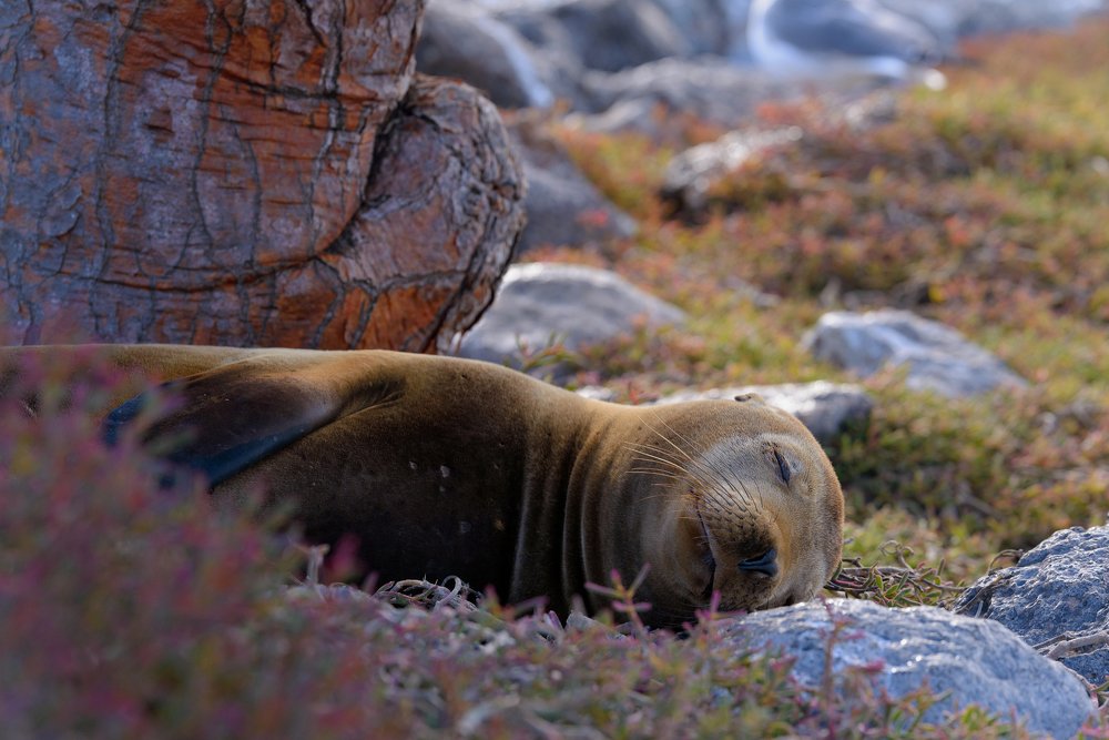 Photograph by somicsm