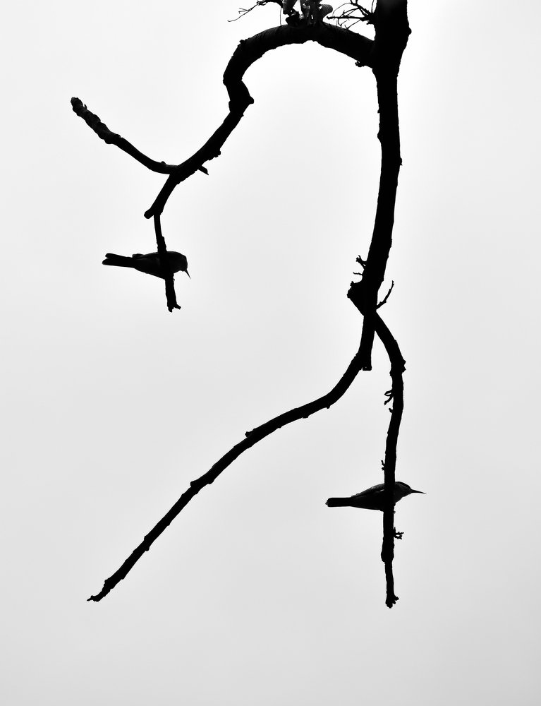 Photograph by Anirban Pan