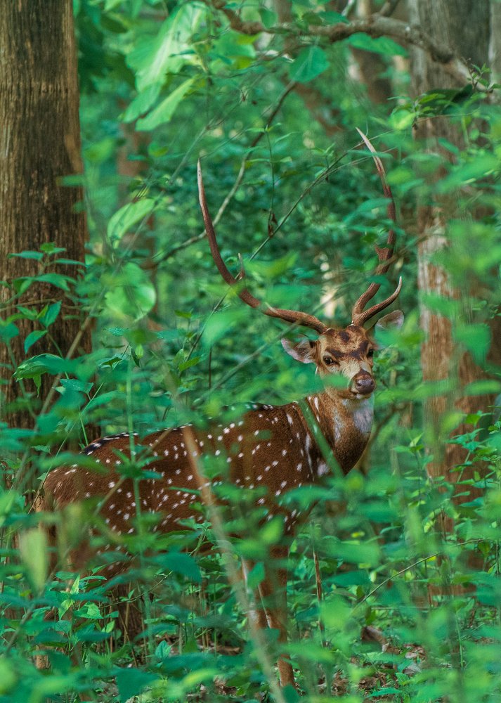 Stag Spotted Deer