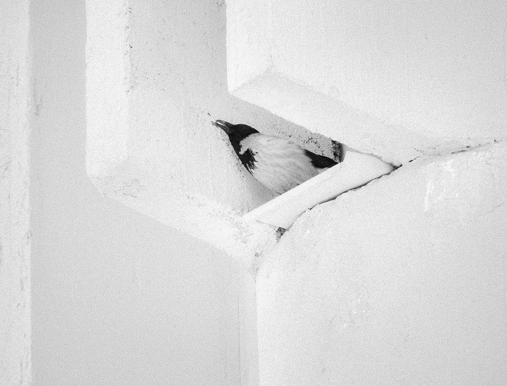 Photograph by Елена Кондратьева