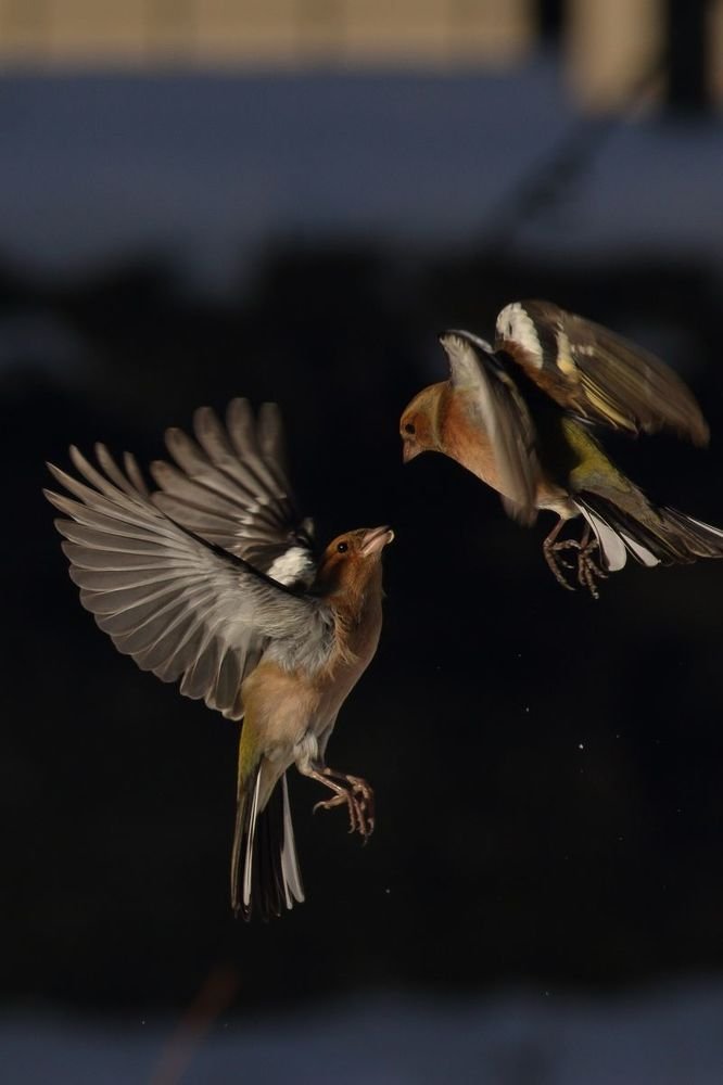 Photograph by Георги Славов