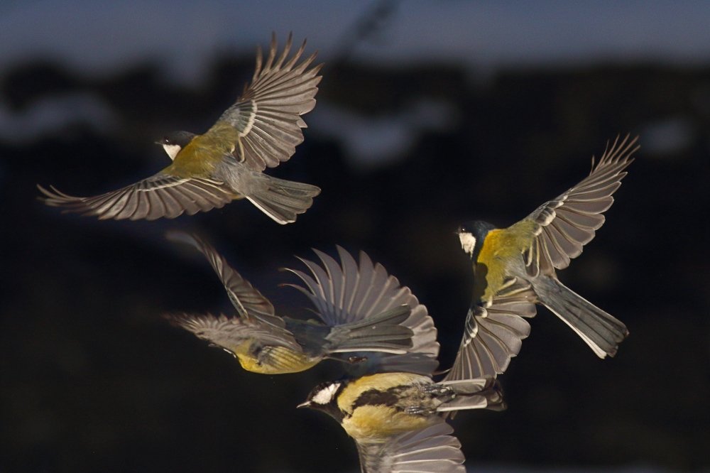 Photograph by Георги Славов