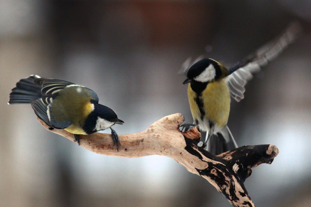 Photograph by Георги Славов