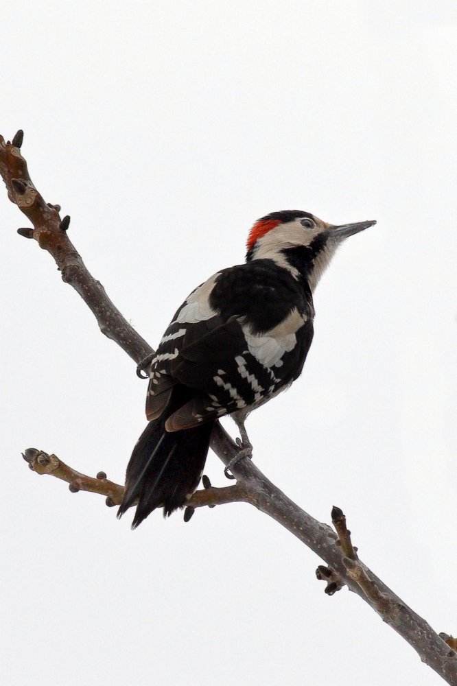 Photograph by Георги Славов