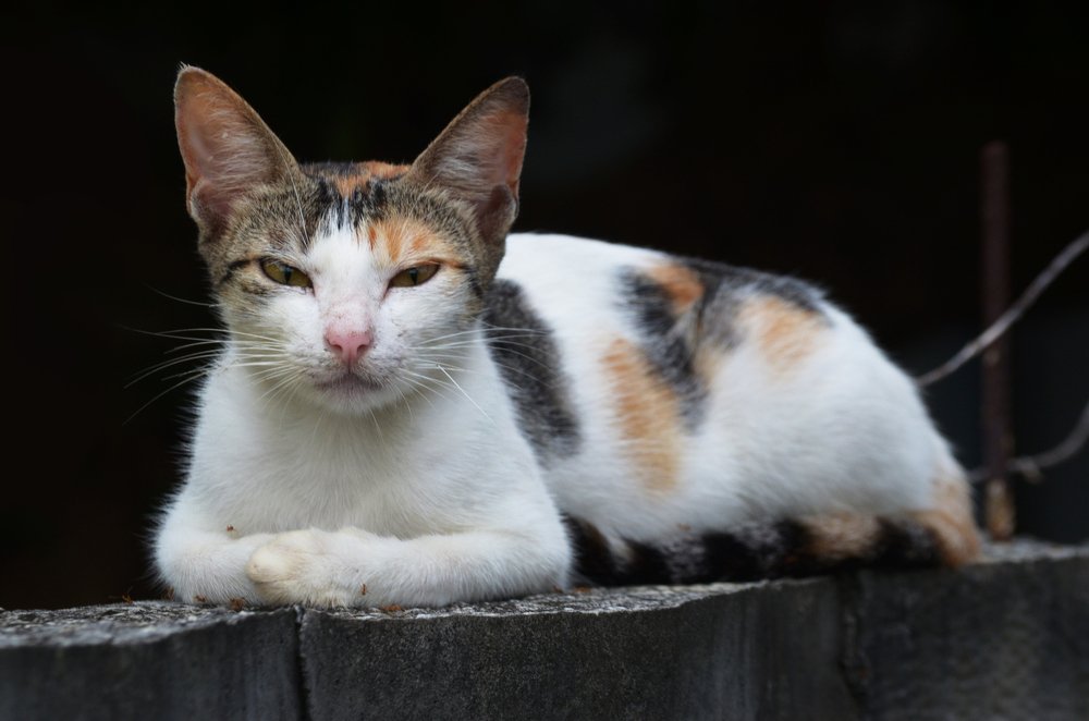 Wild Cat