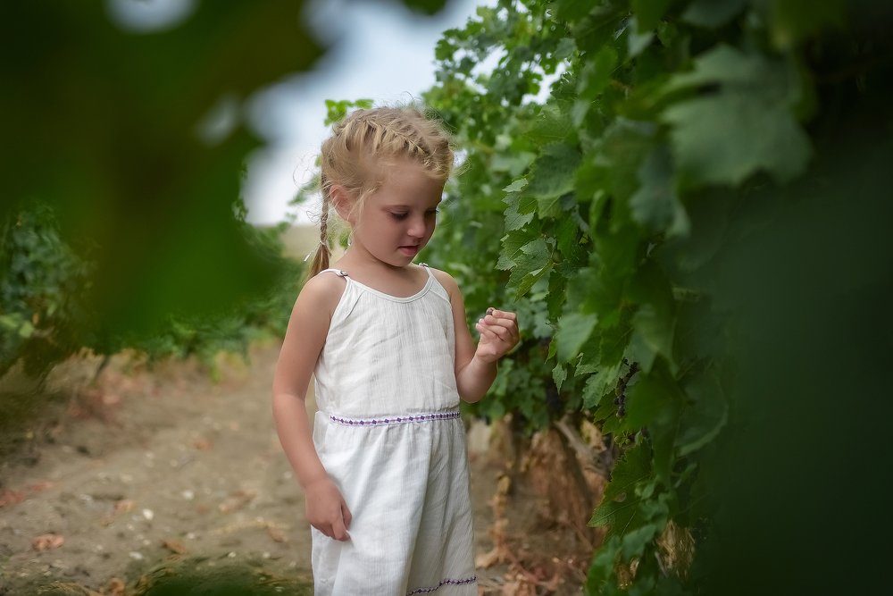 Однажды в  винограднике