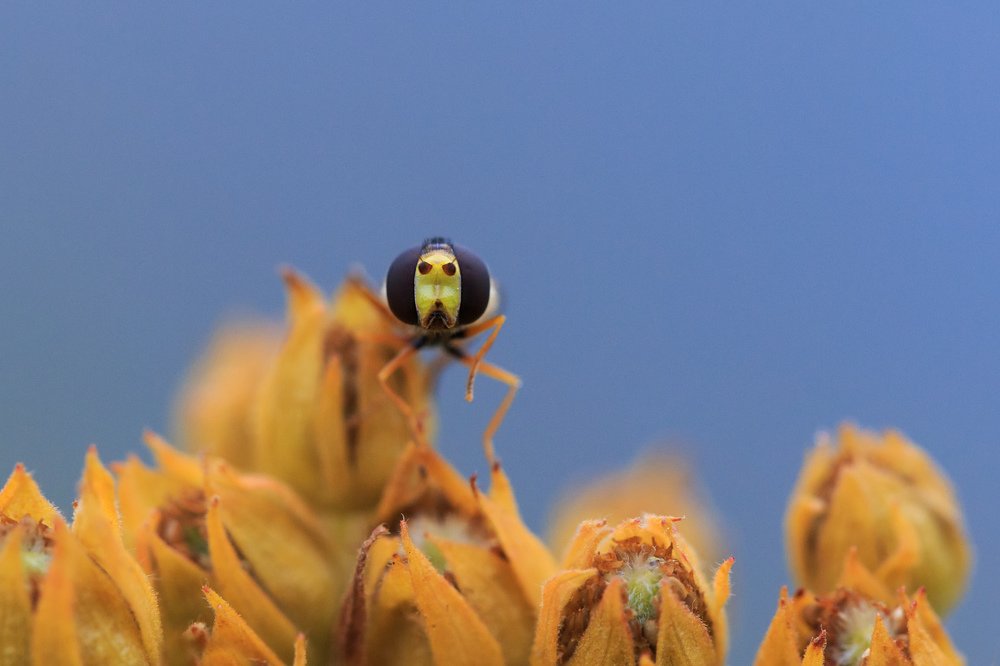 А пропуск у вас есть?