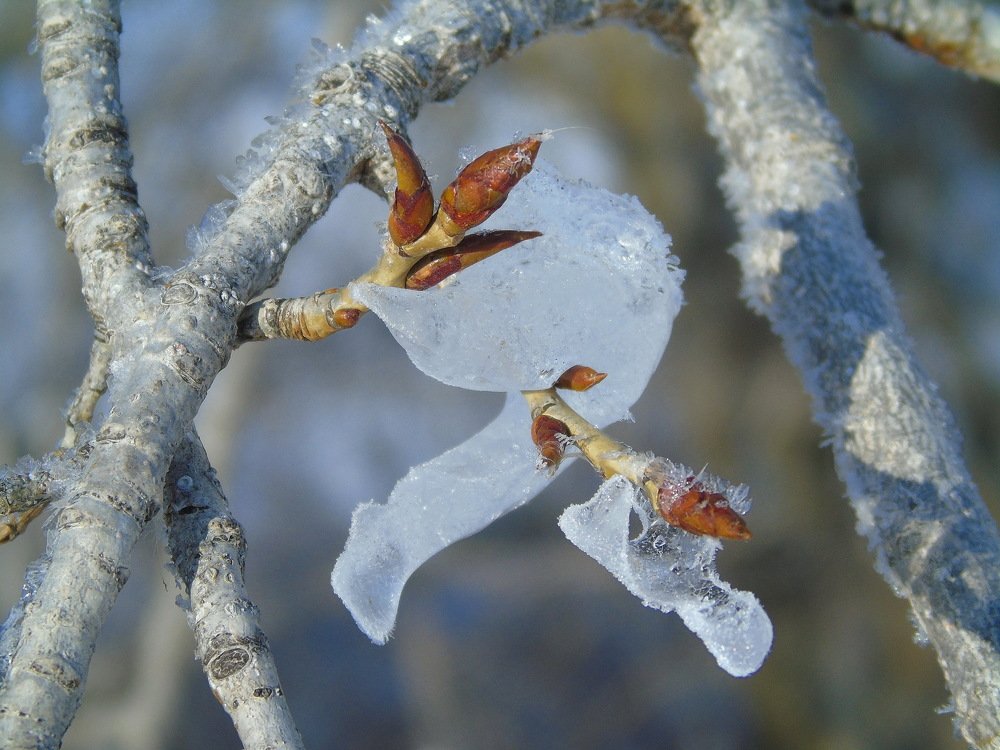 В ледяном плену