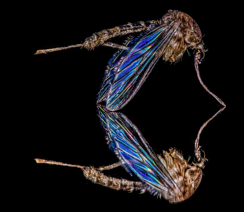 Colors of infection