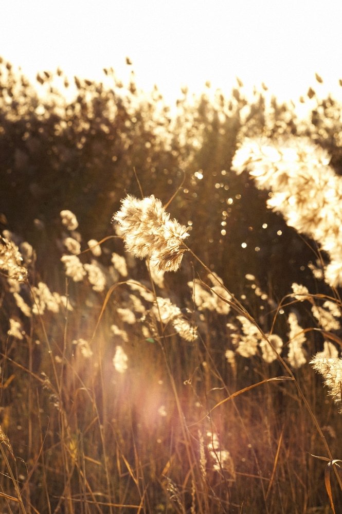 Photograph by Полина Скрыбыкина