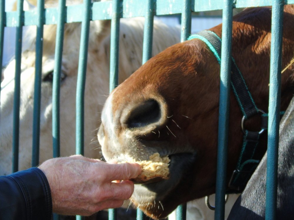 Конно-спортивная школа