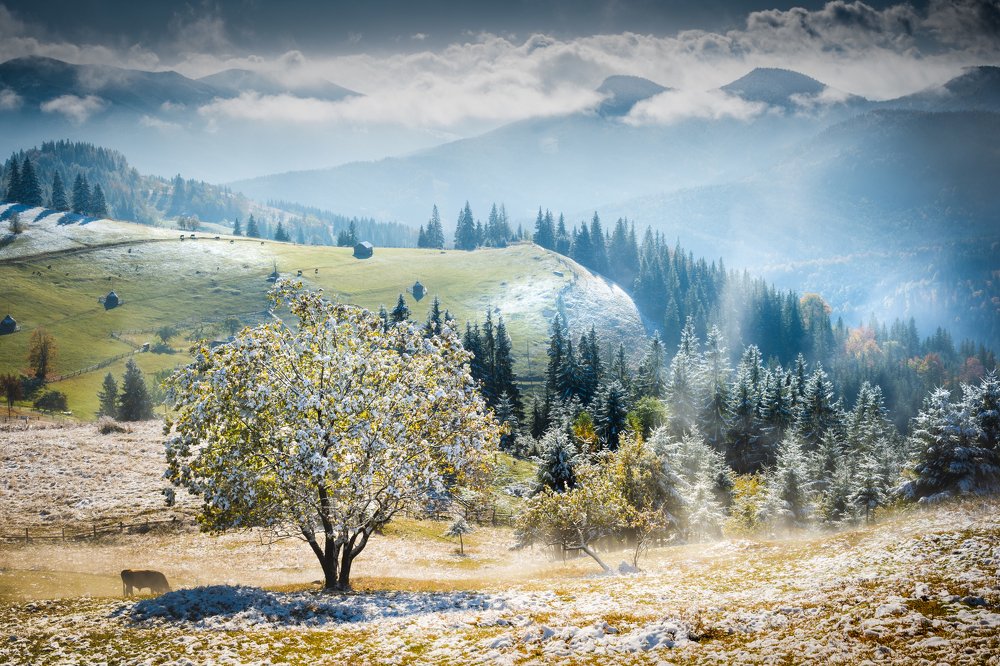 первый снег