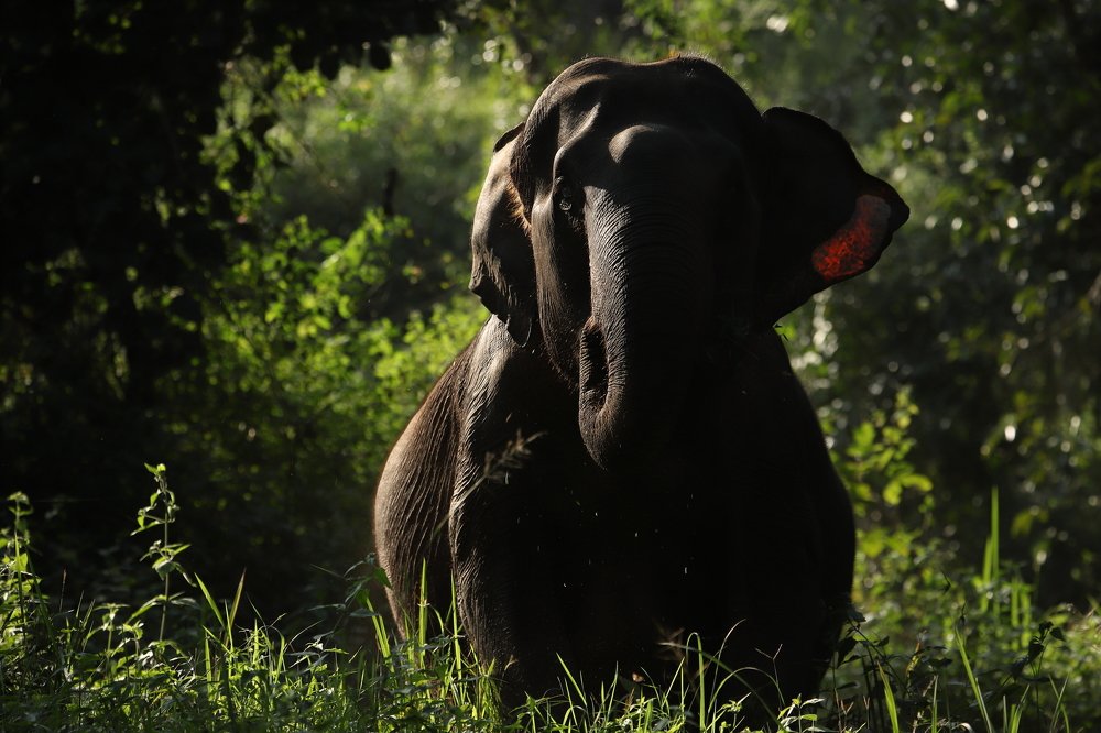 Photograph by Pradeep K C