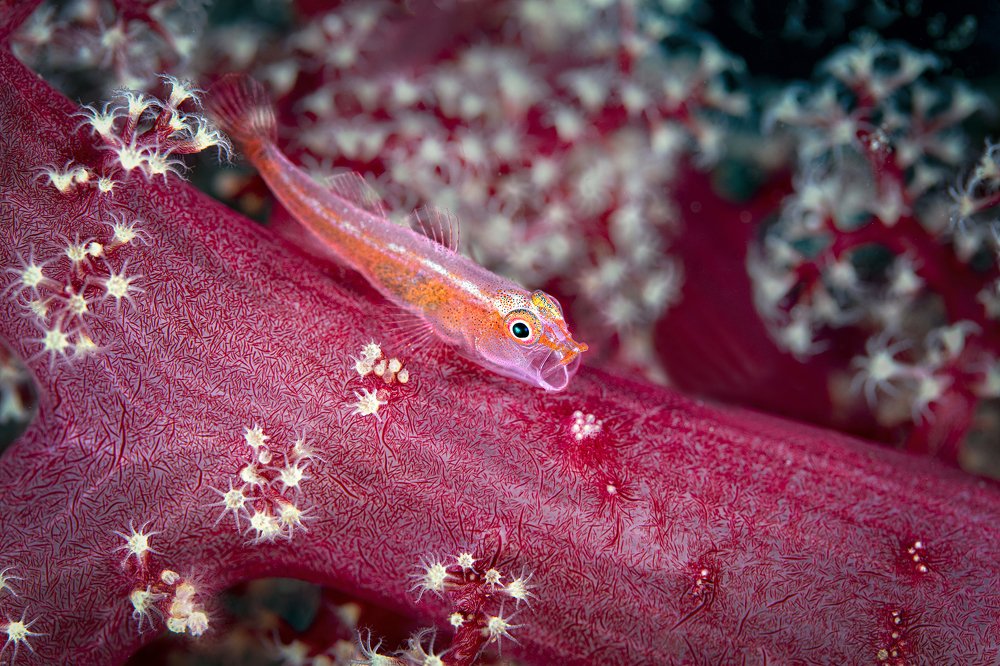 Photograph by Дериглазова Марина Владимировна