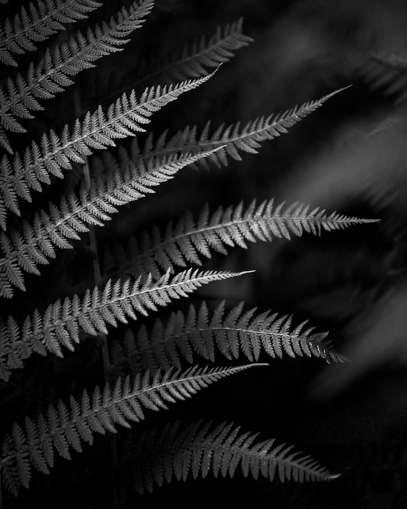 Photograph by Степаненко Ольга