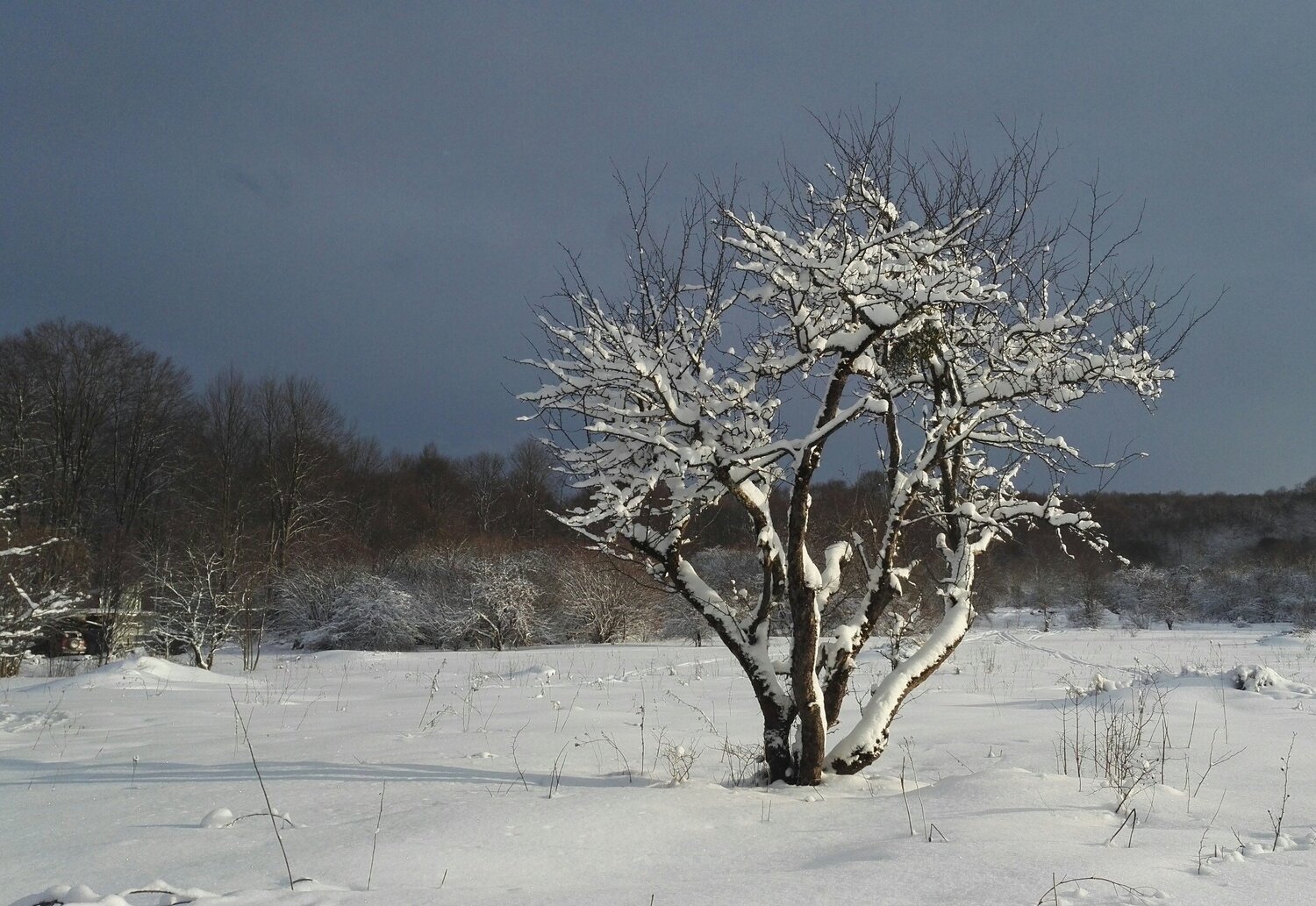 Photo #4304334