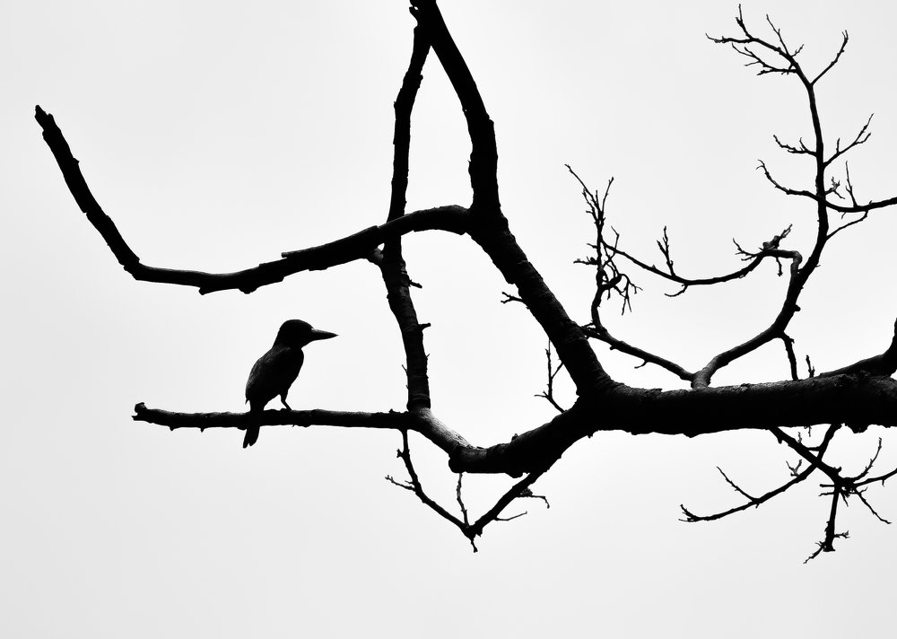 Photograph by Anirban Pan