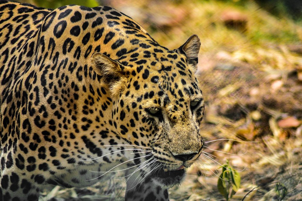 Photograph by Suhans Bansal