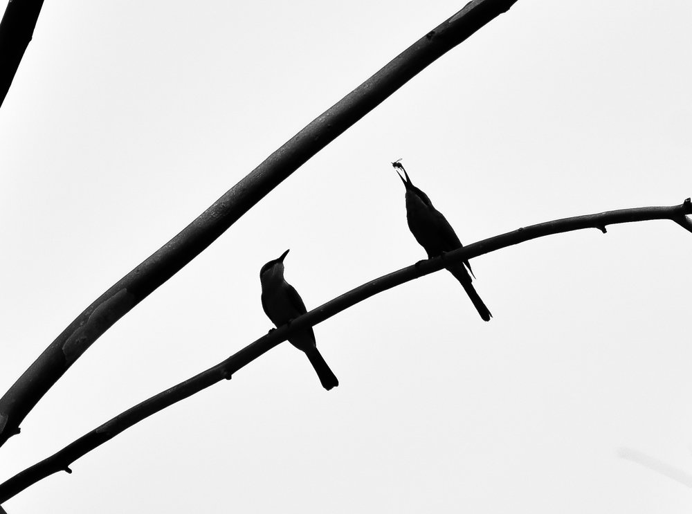 Photograph by Anirban Pan