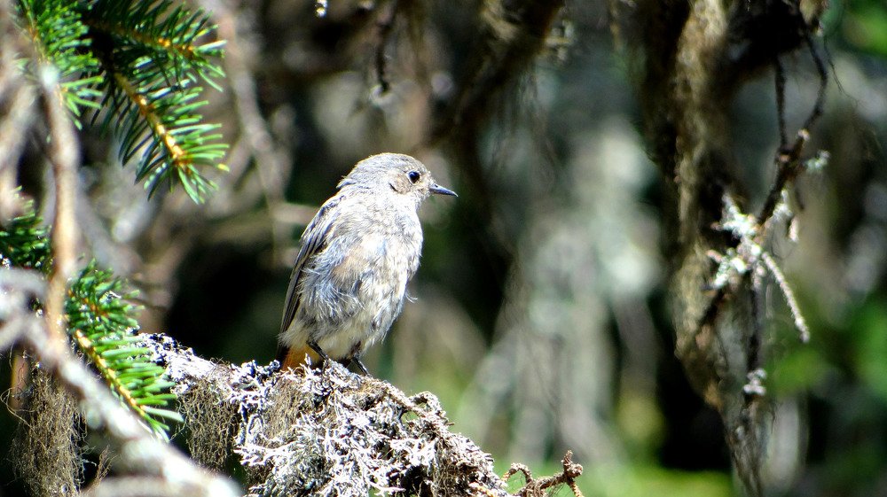 Young retail bird portrait