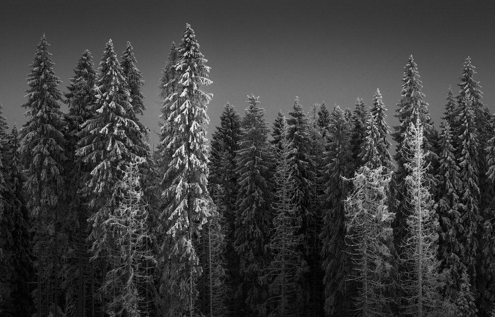 Пришельцы и Стражники