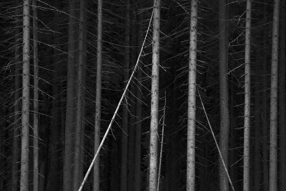 Photograph by Степаненко Ольга